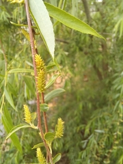 Salix mucronata