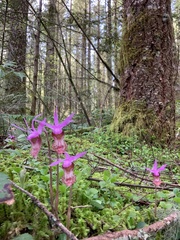 Calypso bulbosa occidentalis
