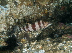 Oxylebius pictus