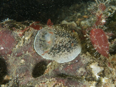 Acanthodoris nanaimoensis