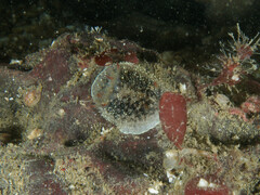 Acanthodoris nanaimoensis