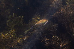 Heteroscarus acroptilus