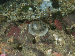 Acanthodoris nanaimoensis