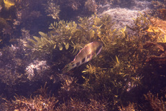 Heteroscarus acroptilus