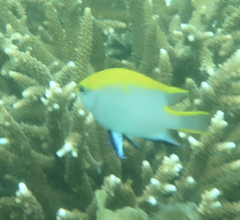 Neoglyphidodon melas