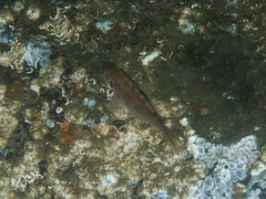 Cymatogaster aggregata