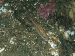 Cymatogaster aggregata