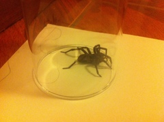 Lycosa erythrognatha