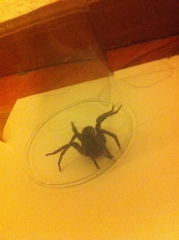 Lycosa erythrognatha