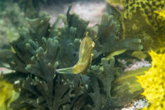 Brachaluteres jacksonianus