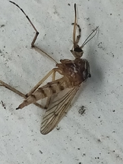 Aedes vittiger