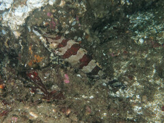 Oxylebius pictus