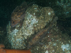 Sebastes auriculatus