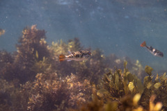 Tetractenos glaber