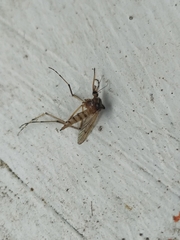 Aedes vittiger