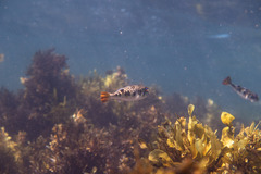 Tetractenos glaber