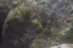 Anampses caeruleopunctatus