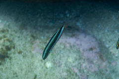 Thalassoma amblycephalus