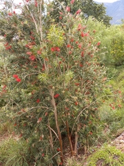 Melaleuca viminalis viminalis