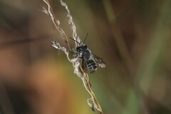 Megachile ecuadoria