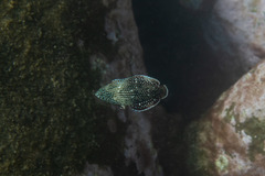 Anampses caeruleopunctatus