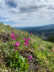 Dodecatheon