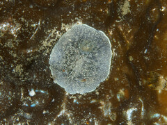 Acanthodoris nanaimoensis