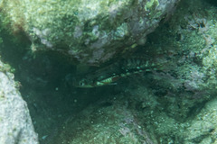 Halichoeres nebulosus