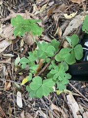 Oxalis debilis