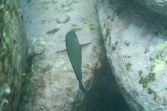 Prionurus maculatus