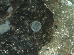 Acanthodoris nanaimoensis
