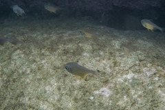 Pempheris affinis