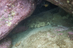 Orectolobus maculatus