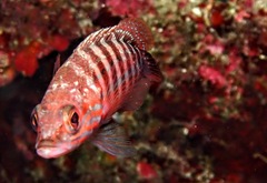 Serranus cabrilla