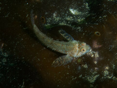 Artedius harringtoni