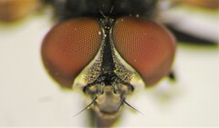 Phasia aeneoventris