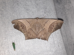 Eutomopepla vorda