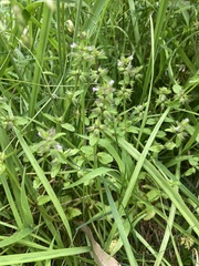Stachys arvensis