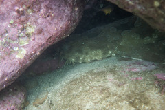 Orectolobus maculatus