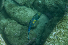 Meuschenia freycineti