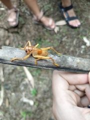Gryllacrididae