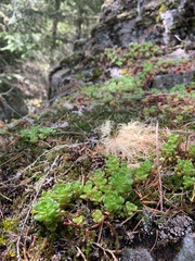 Sedum oreganum