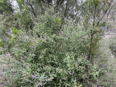 Prostanthera hirtula