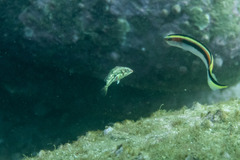 Halichoeres nebulosus