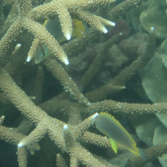 Chaetodon aureofasciatus