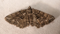 Peribatodes ilicaria