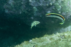 Halichoeres nebulosus