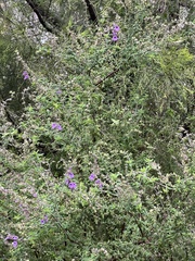 Prostanthera hirtula