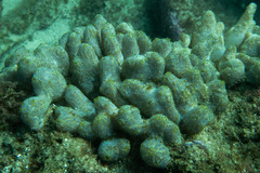 Botrylloides magnicoecus