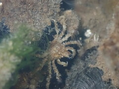 Pyromaia tuberculata